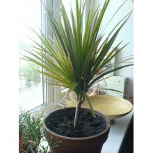 Драцена Драцена