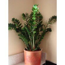 Замиокулкас Замиокулкас