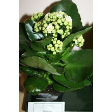 Каланхое Каланхое