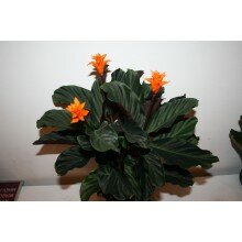 Калатея Калатея