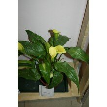 Калла Калла