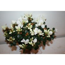 Азалия Азалия