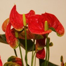 Антуриум Антуриум