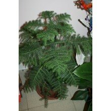 Араукаряия Араукаряия