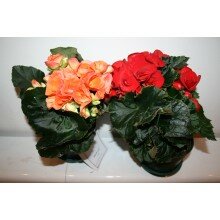 Бегония Бегония